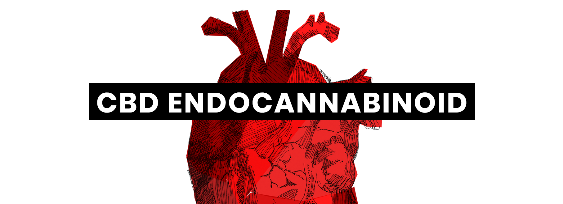 CBD Endocannabinoid